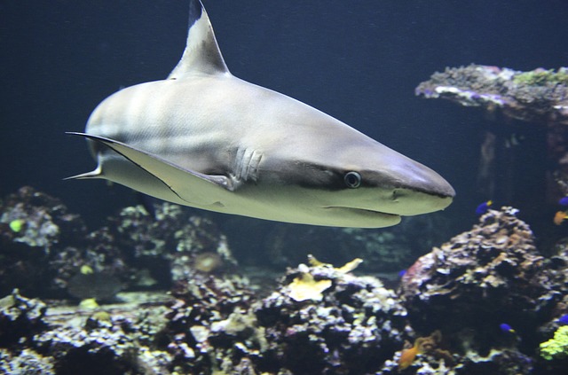 Hai - ein Raubfisch