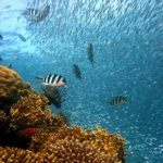Rotlicht bei Fischen